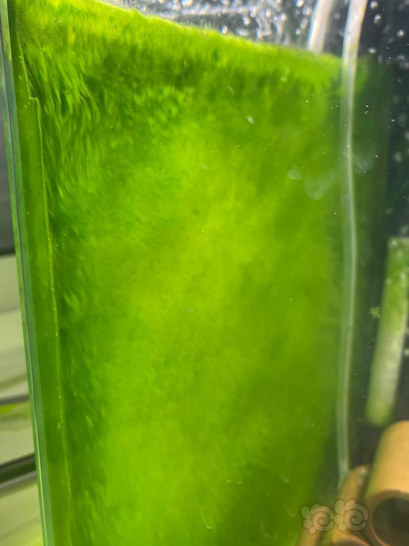 这是棉藻还是短绒藻-图2