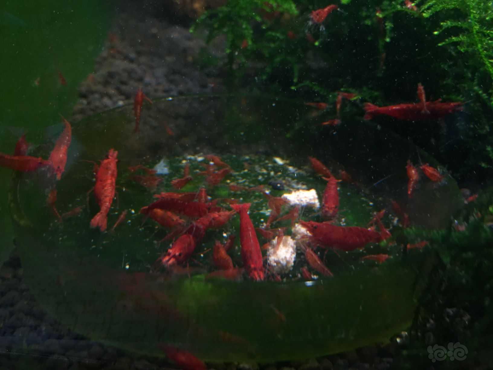 红色的小虾-图3