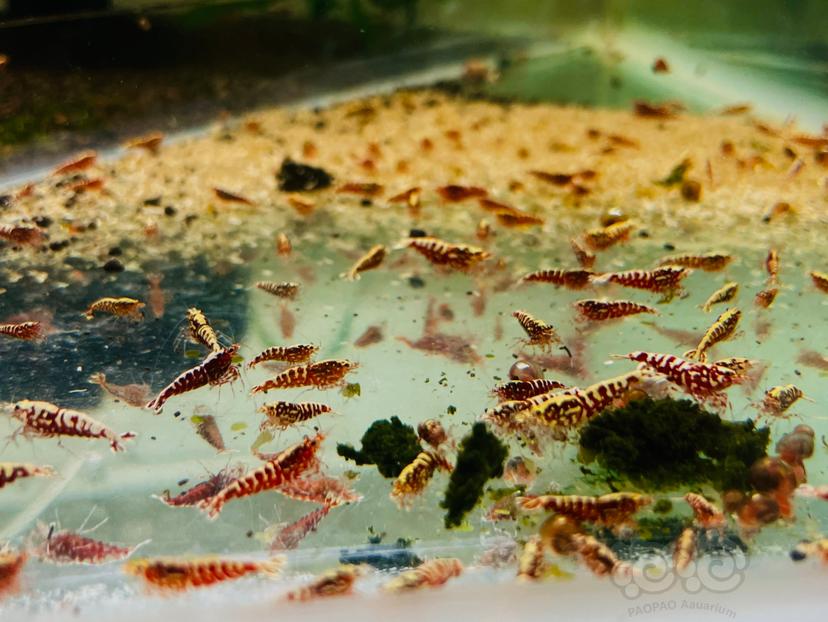 【水晶虾】出售：银河母虾，红花虎母虾15元一只-图6
