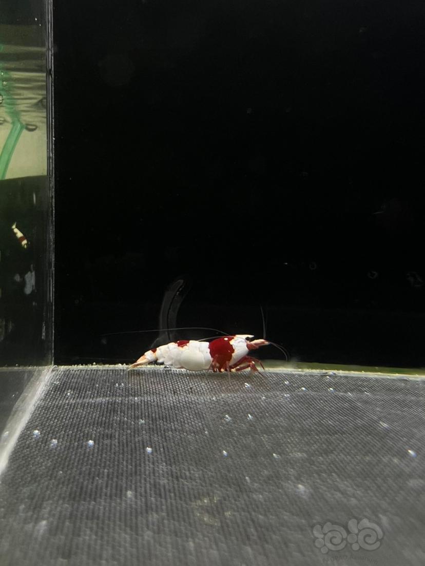 【水晶虾】血统红白水晶虾-图5
