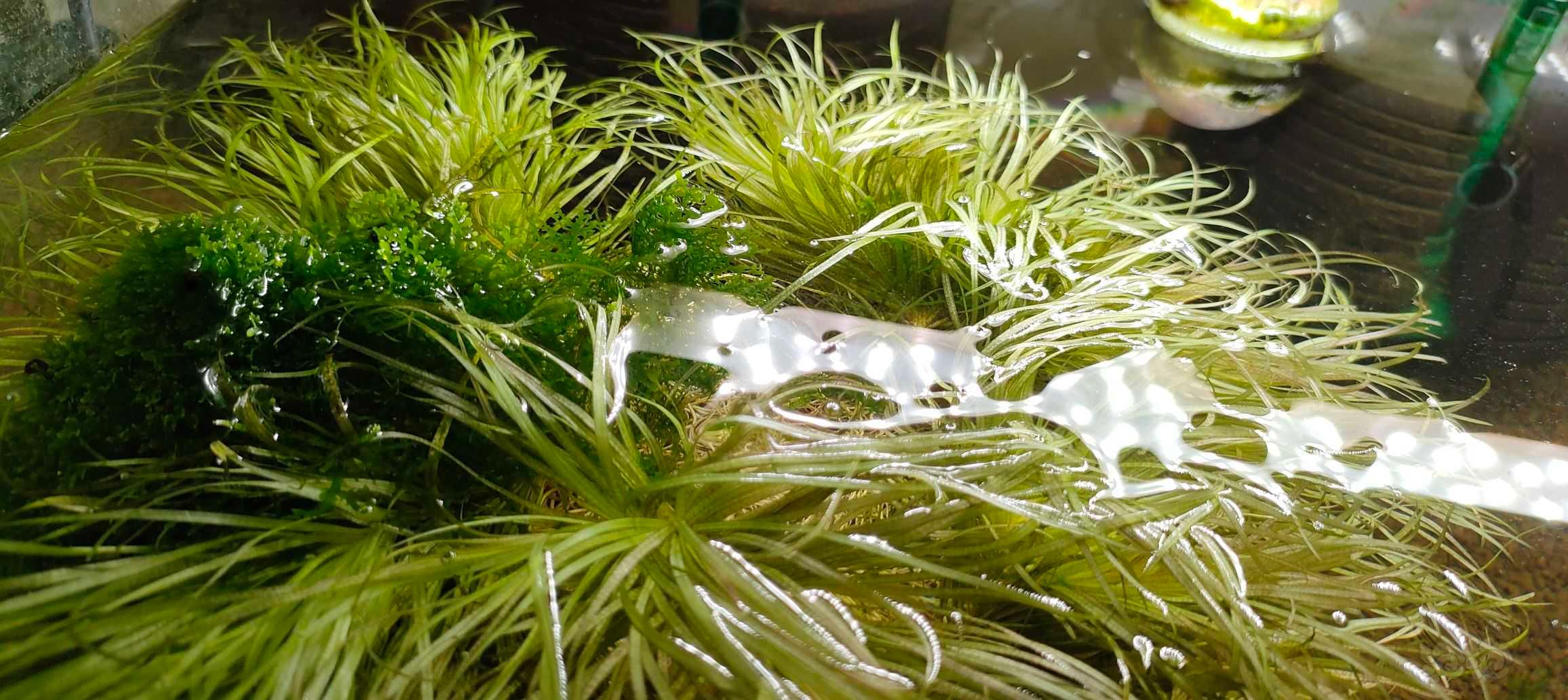 【椒草】翻缸出 虎纹椒草，日本遮草，一把珊瑚莫斯-图2