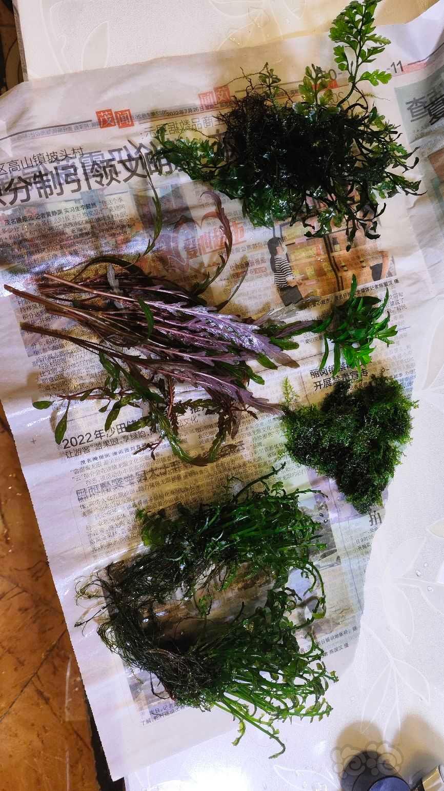 【蕨类】广东出水草一份-图1