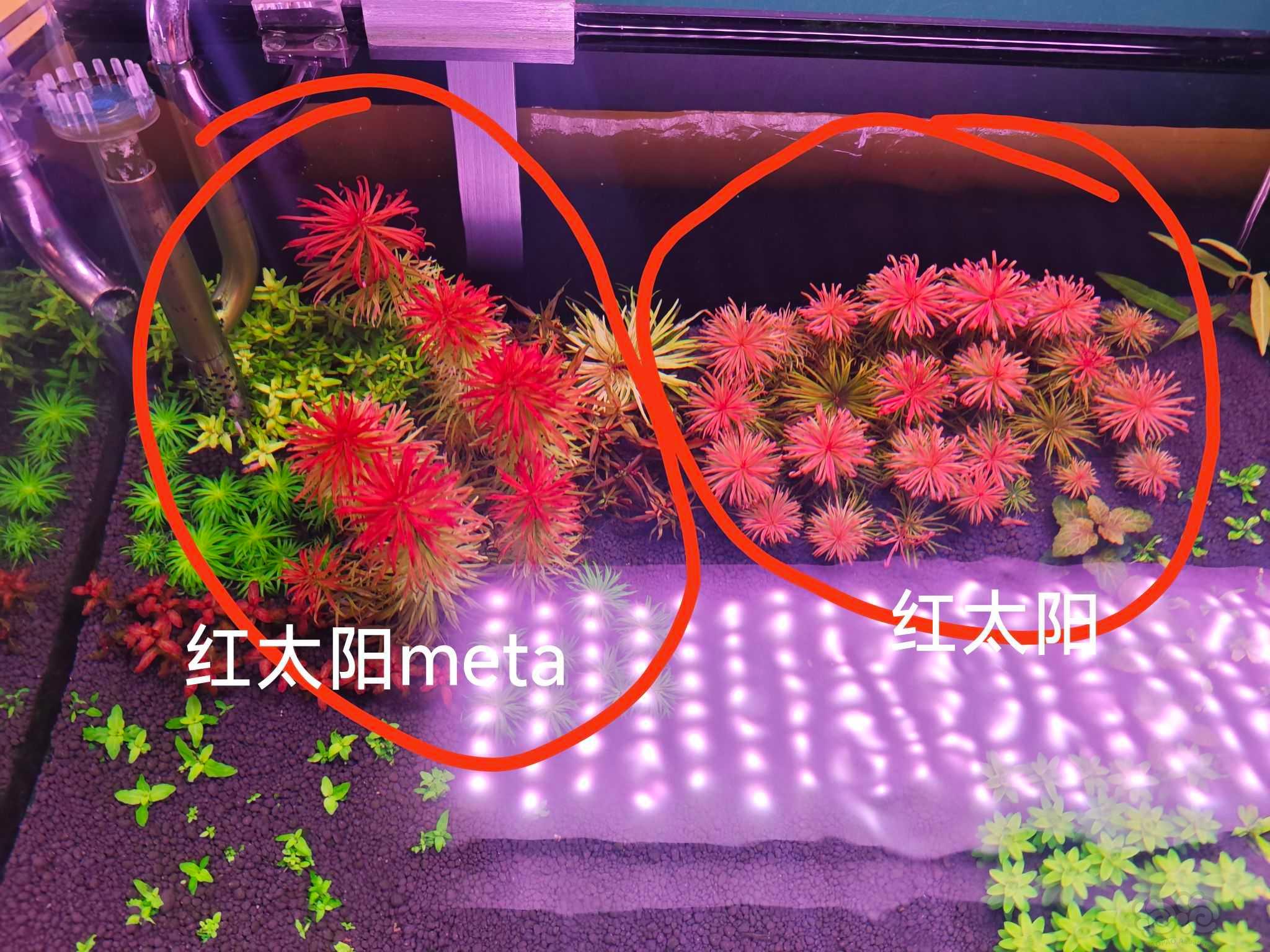 【有茎】红太阳meta水草-图1