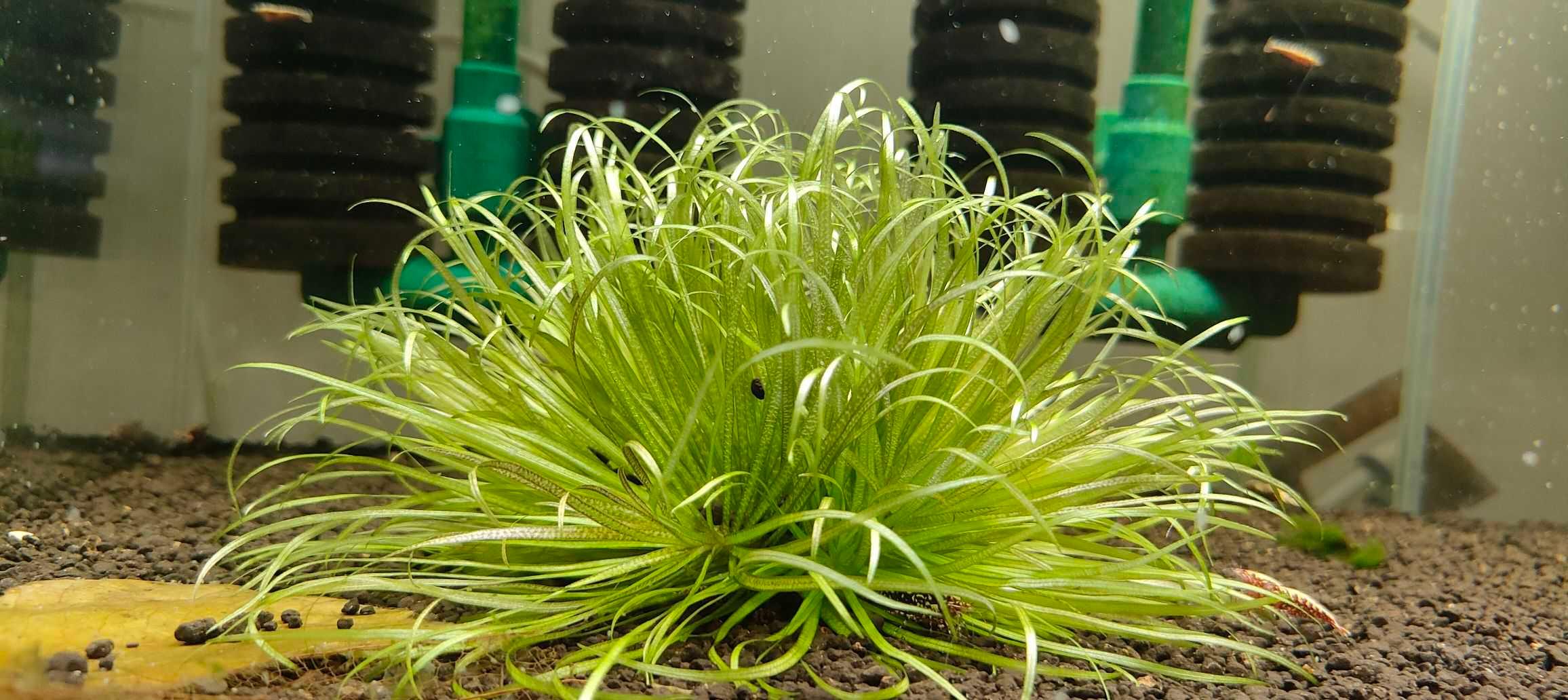【椒草】翻缸出 虎纹椒草，日本遮草，一把珊瑚莫斯-图3