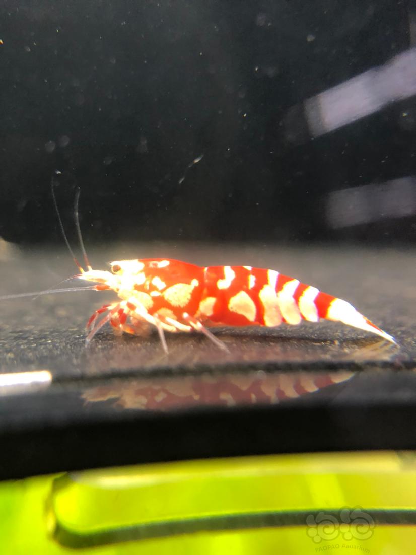 【水晶虾】出售红花虎繁殖组1公2母，带同系统压成2只-图3
