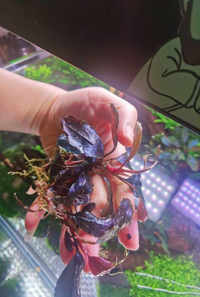 【出售】辣椒榕繁殖茎80厘米50块包邮-图2