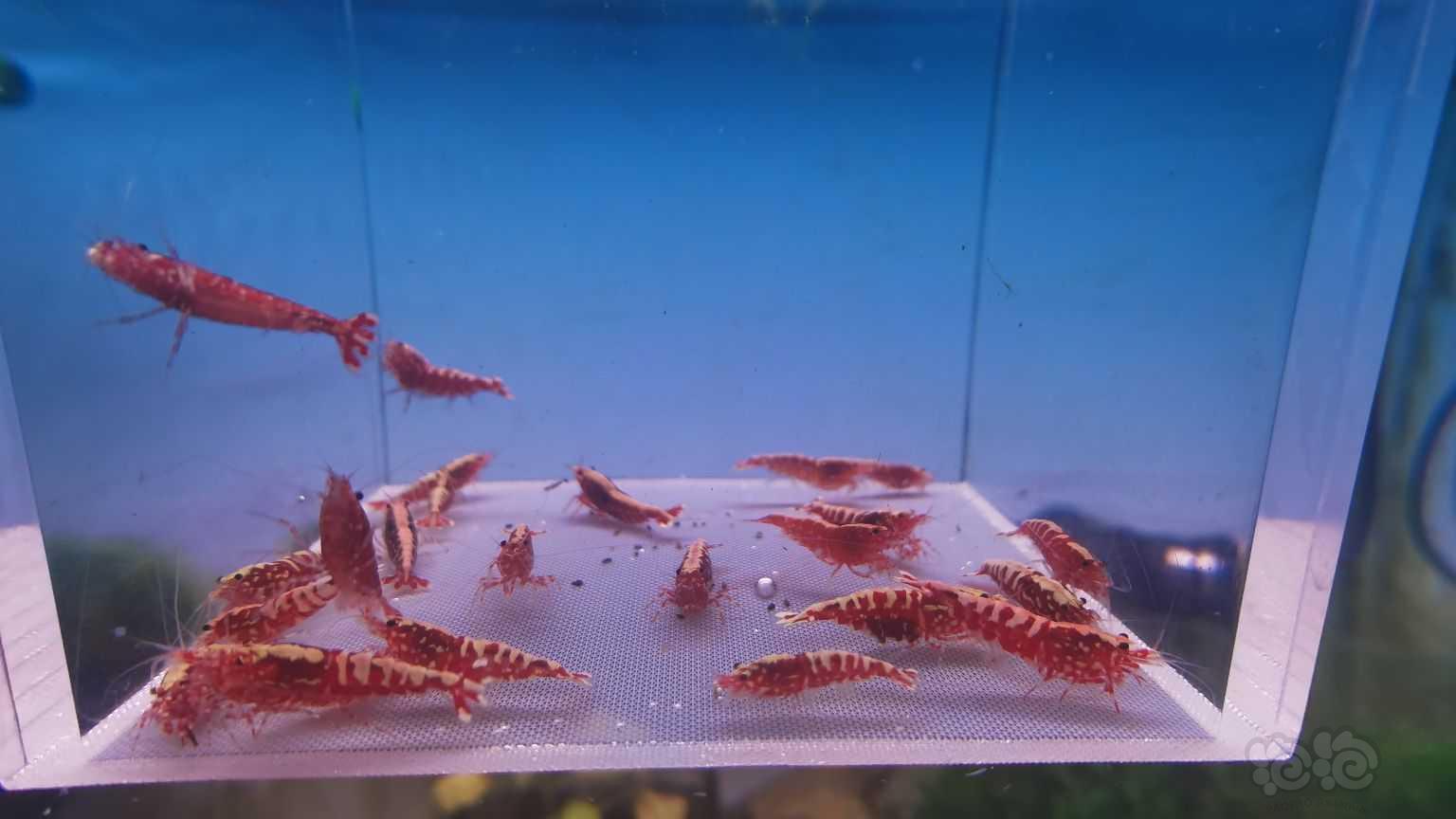 【水晶虾】红银河水晶虾一份-图2