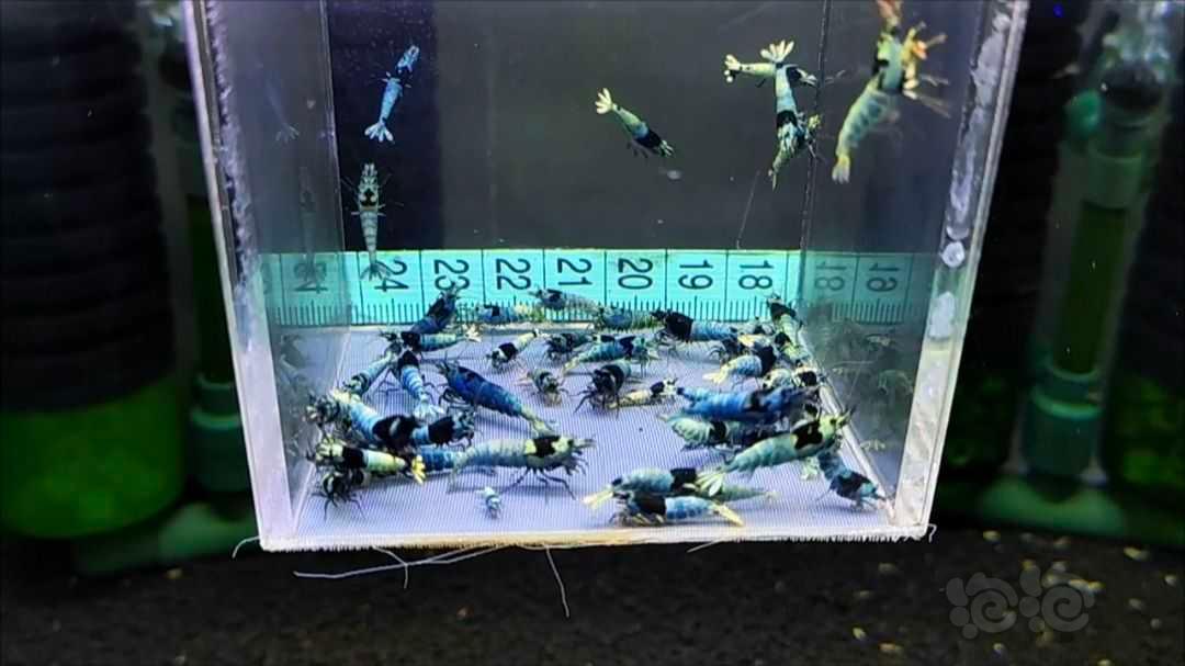【水晶虾】【水晶虾】福利一盒蓝化，55只，尺寸大中小都有，母多公少-图6