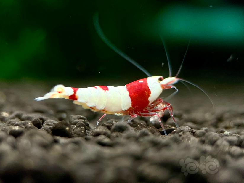 【水晶虾】出红白水晶虾繁殖组1份24只-图1