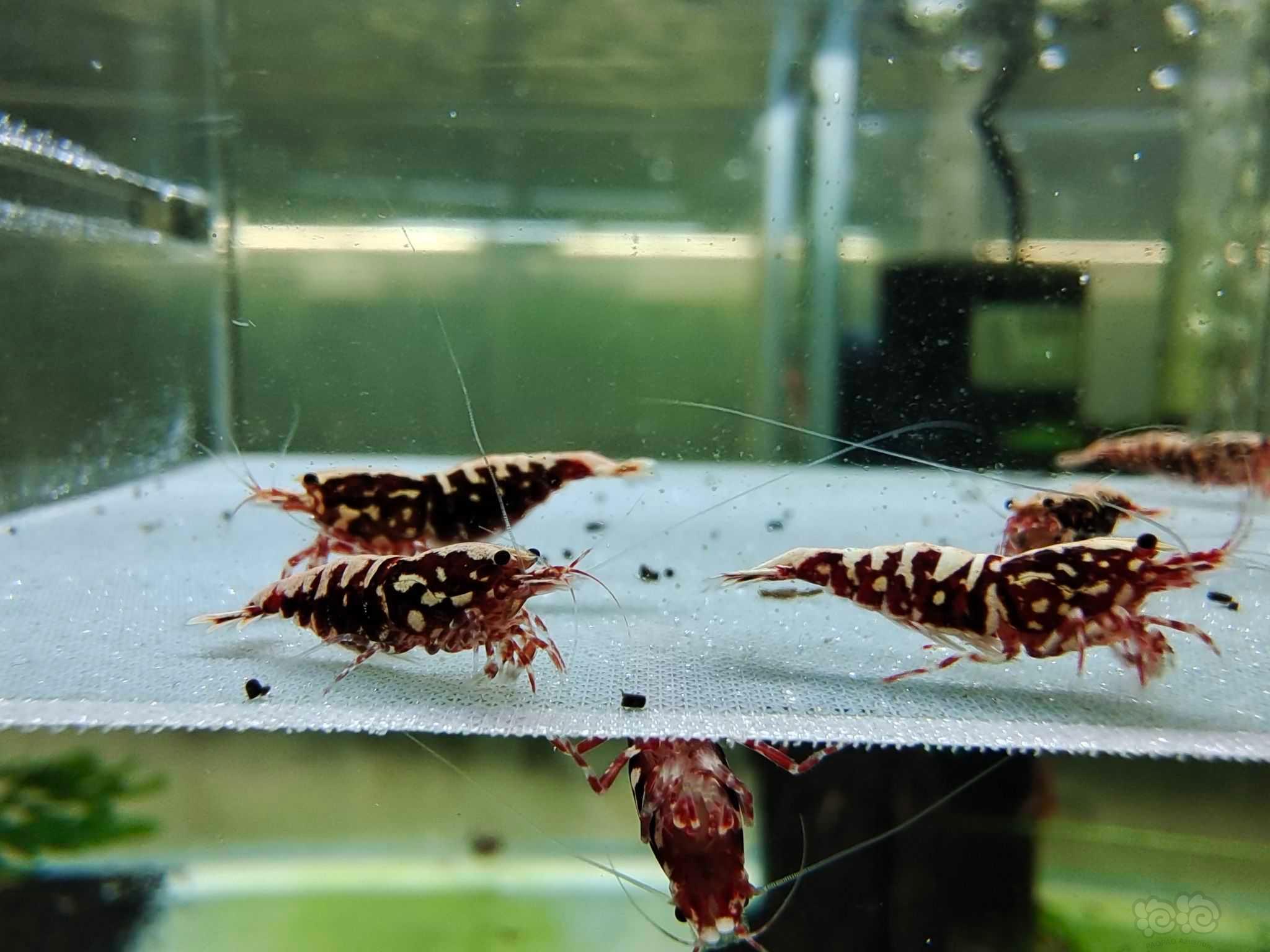 【水晶虾】出几组虾红白，黑红银河繁殖组-图11