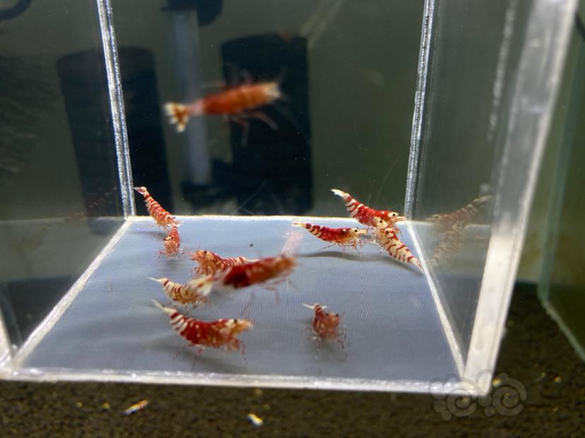 【水晶虾】红花虎一组2公8母-图2