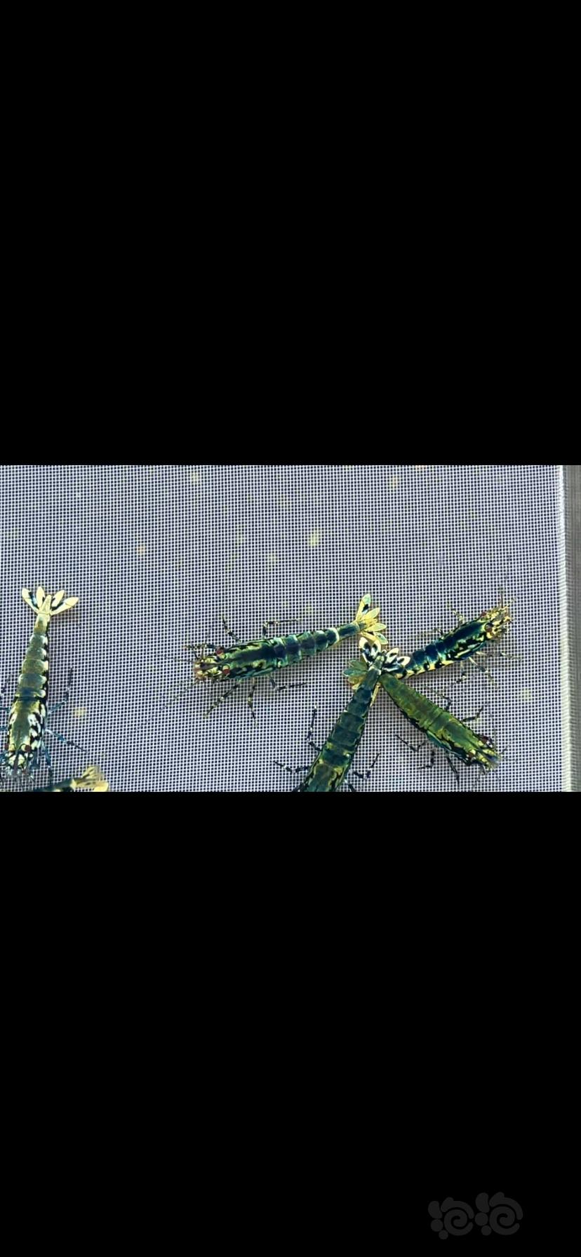 【水晶虾】翻缸出一组8母2公-图2