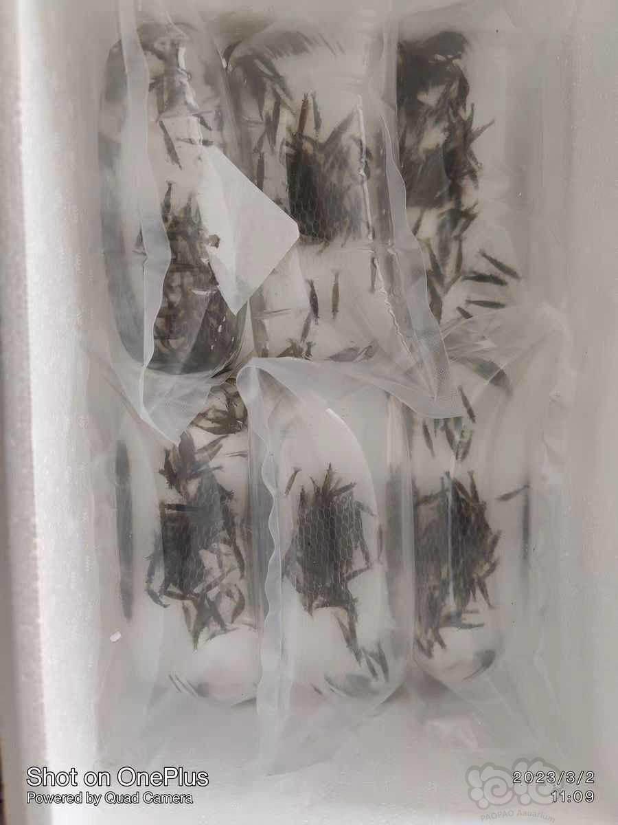 【虾螺】黑壳虾批发零售，特惠彩色观赏虾，特制虾粮-图15
