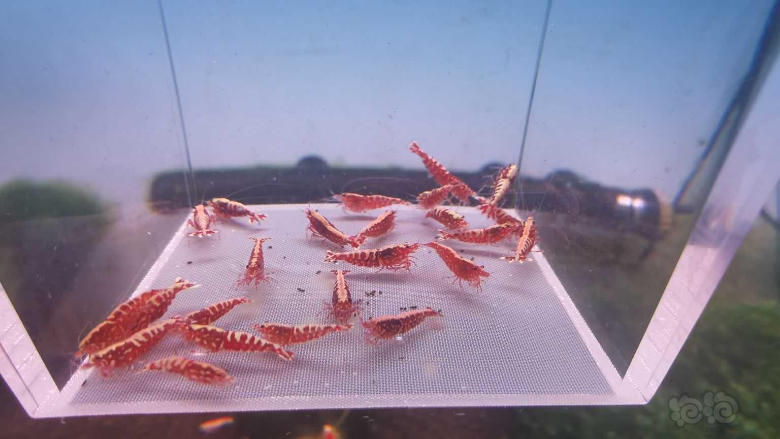 【水晶虾】红银河水晶虾一份-图1