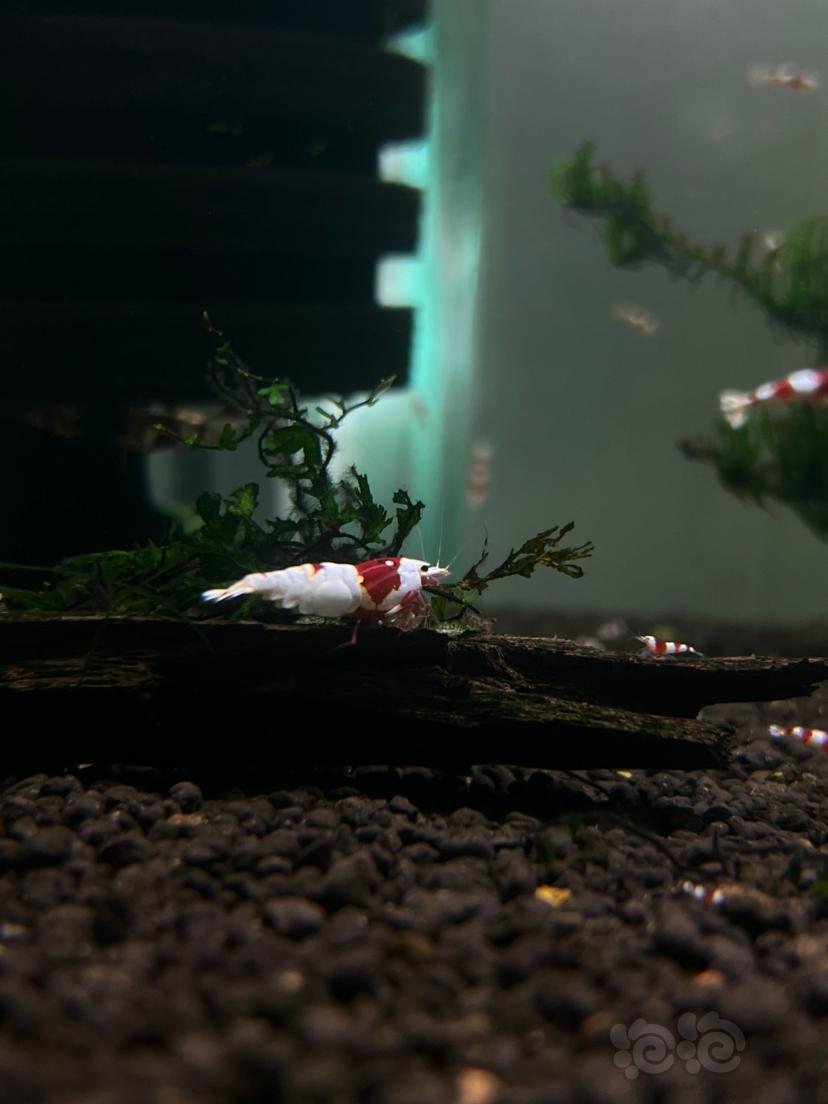 【水晶虾】血统红白水晶虾-图2