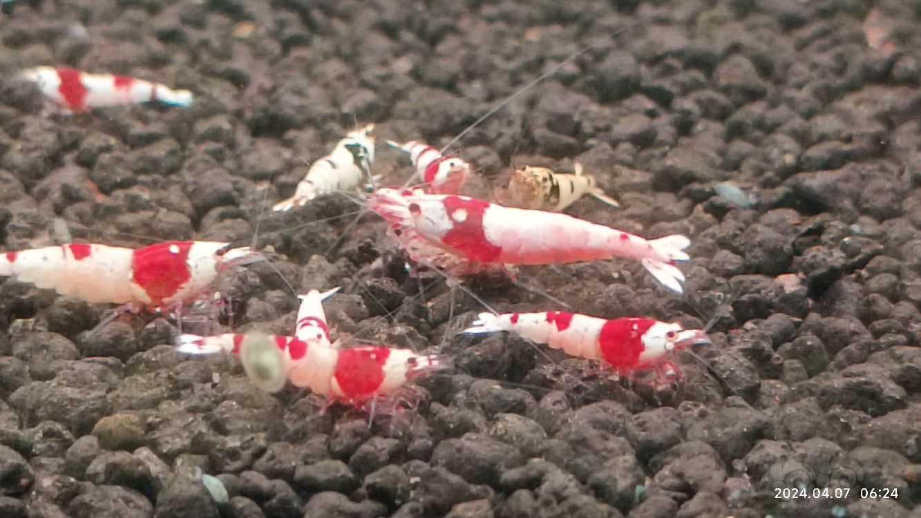 【水晶虾】纯血练手红白水晶虾-图1