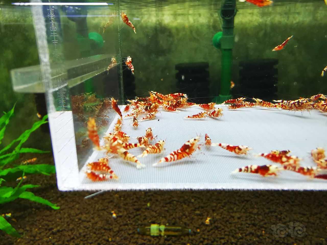 【水晶虾】【水晶虾】出售红花虎苗子90只-图2
