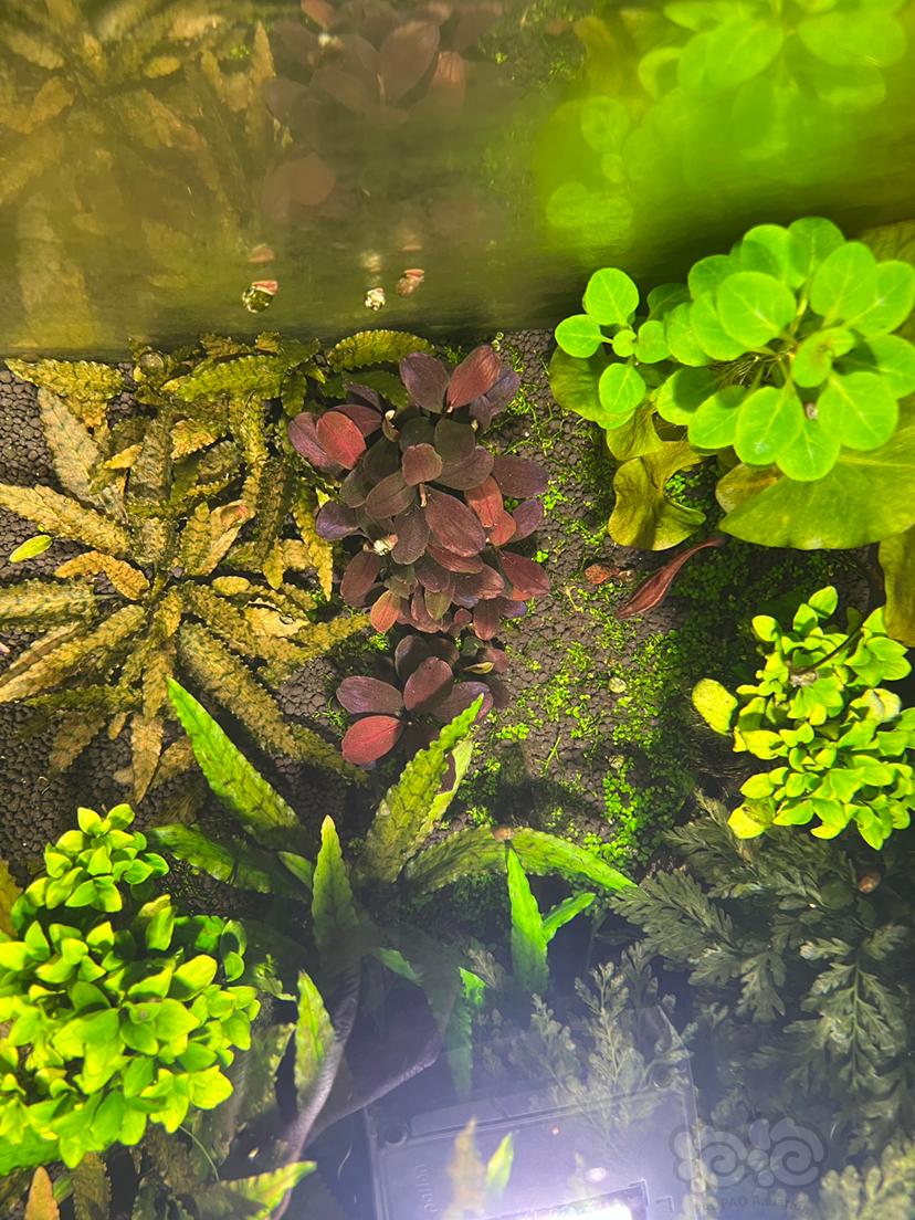 【蕨类】清缸出水草黑幕蕨，椒草，辣椒榕和设备-图3