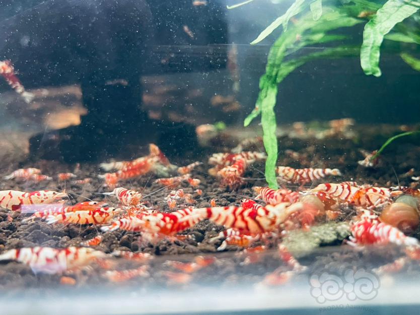 【水晶虾】出售：银河母虾，红花虎母虾15元一只-图3