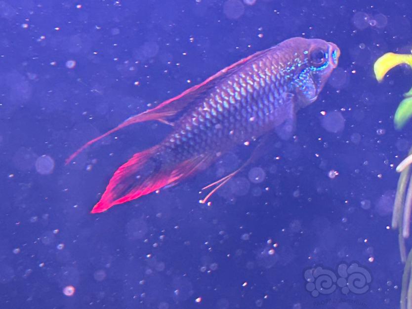 【美洲慈鲷】缸霸蓝体红尾阿卡西-图1