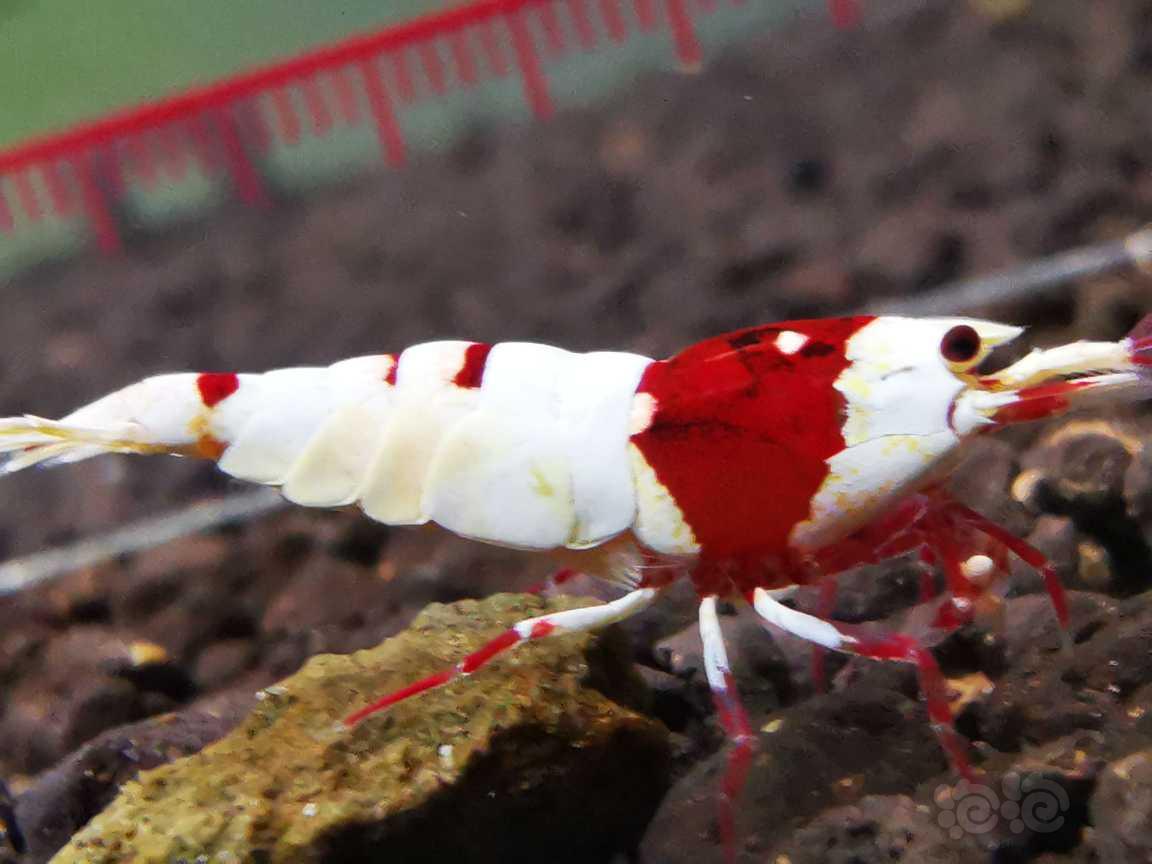 【水晶虾】出一线红脚系统厚甲红白一对-图4