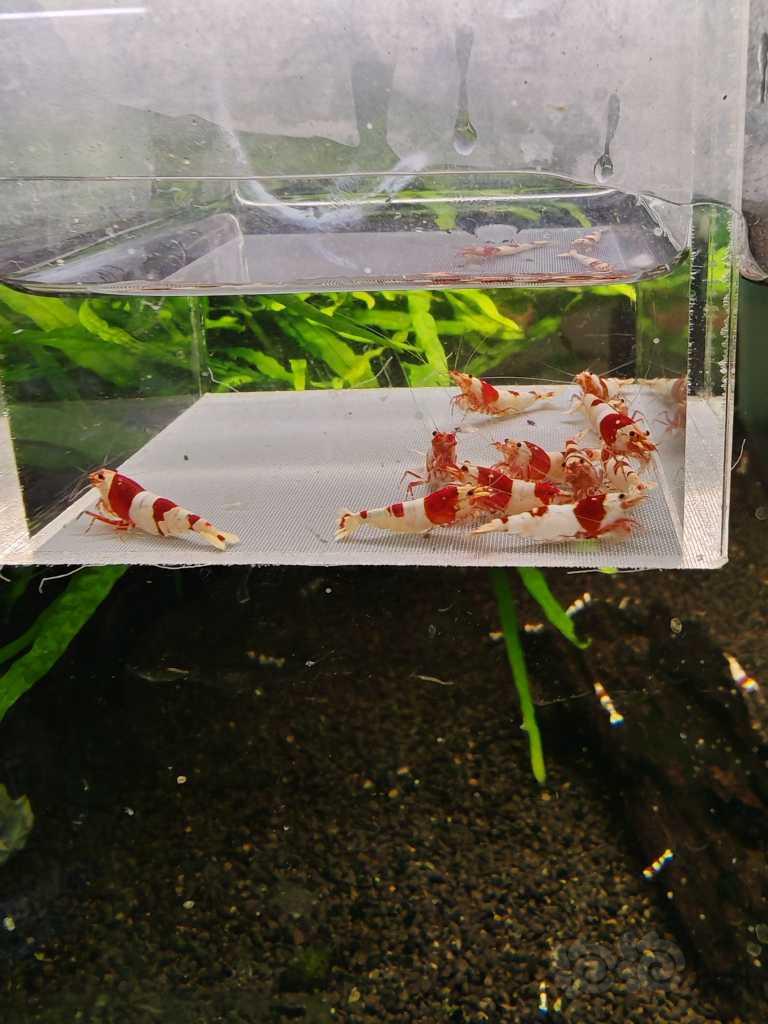 【虾螺】【出售】高端纯血红白12只，包邮
【厚甲】喜欢厚甲的来-图6
