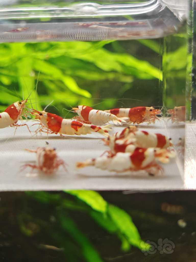 【虾螺】【出售】高端纯血红白12只，包邮
【厚甲】喜欢厚甲的来-图2