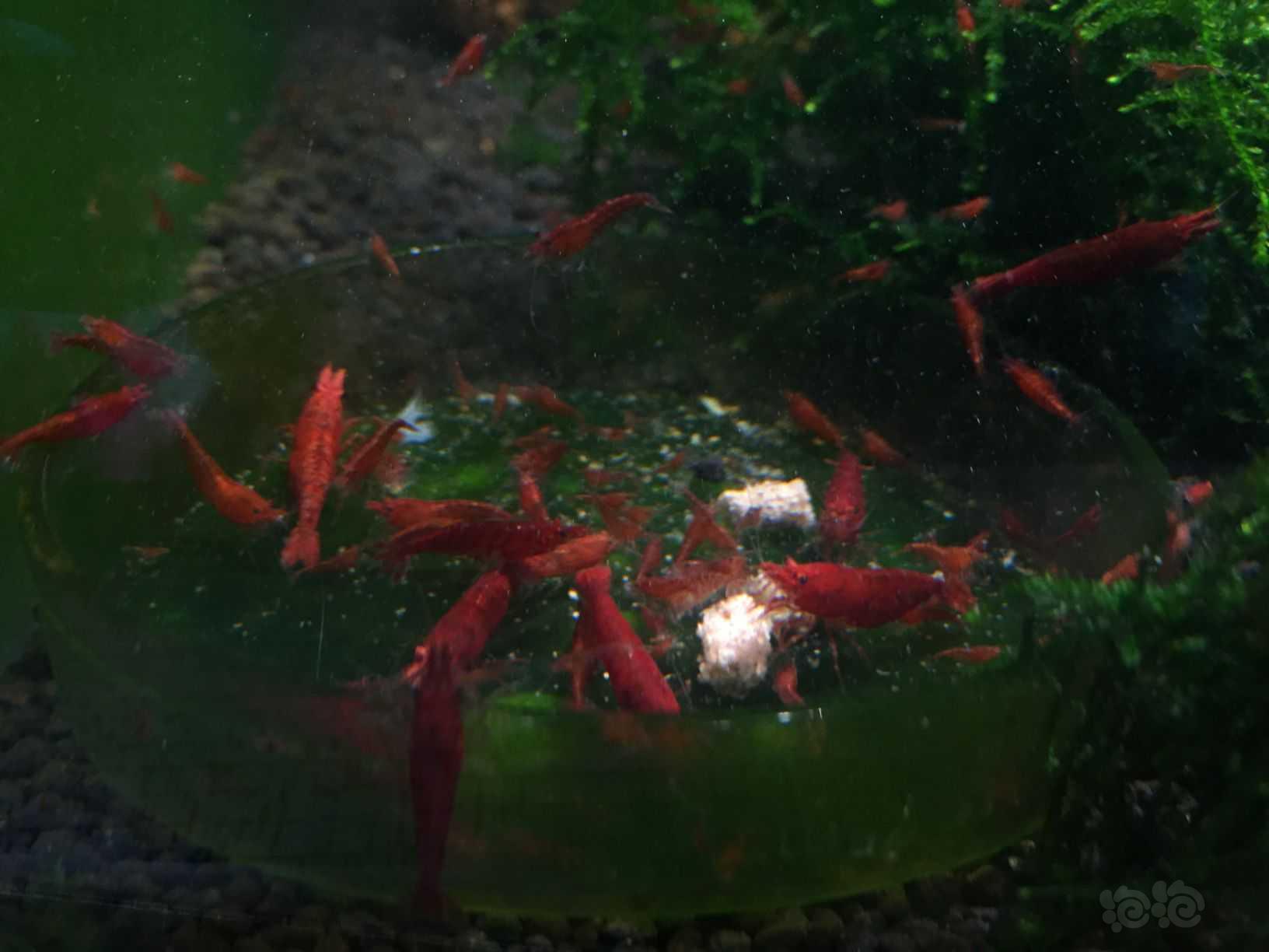 红色的小虾-图4