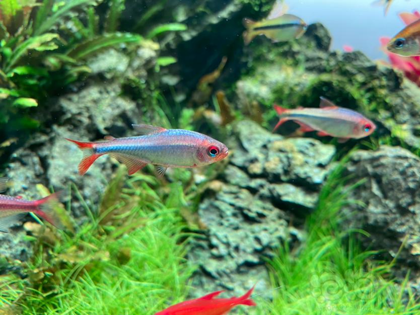 【灯科鱼】养了二年多的蓝钻红梅终于发色了-图4