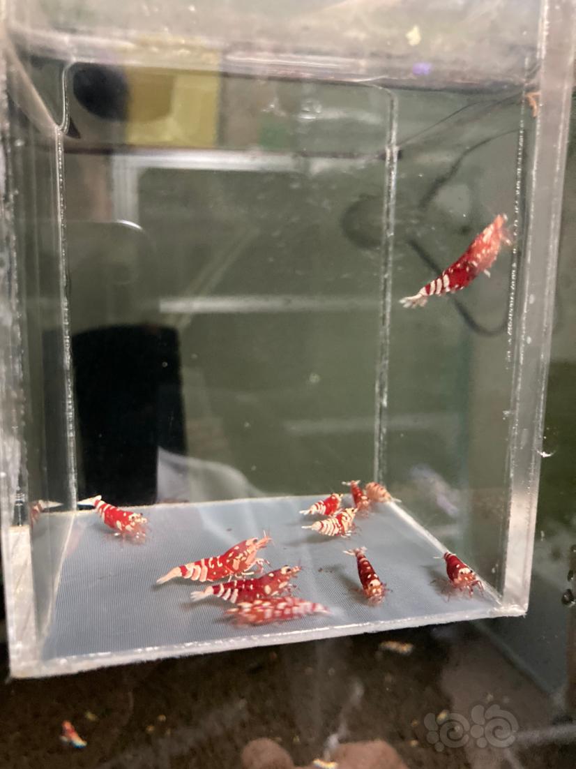 【水晶虾】红花虎一组2公8母-图1