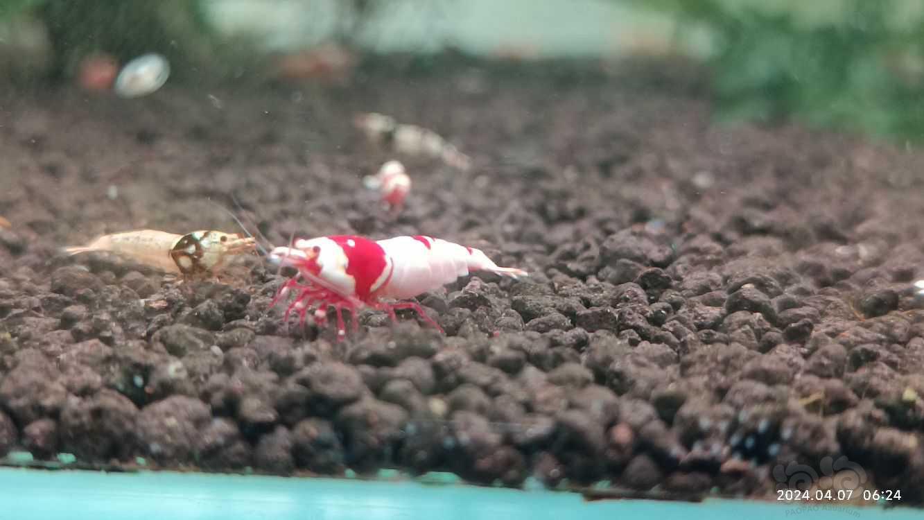 【水晶虾】纯血练手红白水晶虾-图2