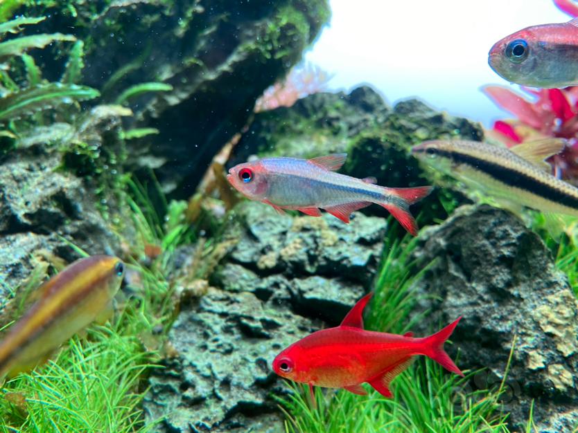 【灯科鱼】养了二年多的蓝钻红梅终于发色了-图5