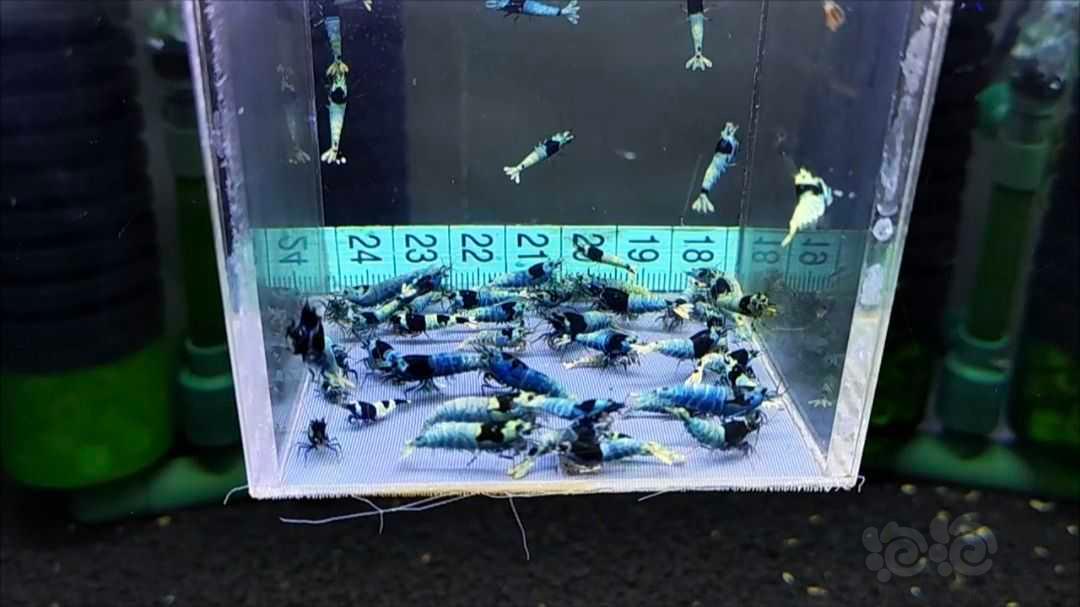 【水晶虾】【水晶虾】福利一盒蓝化，55只，尺寸大中小都有，母多公少-图5
