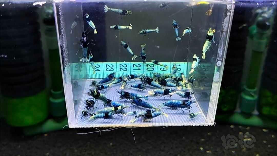 【水晶虾】【水晶虾】福利一盒蓝化，55只，尺寸大中小都有，母多公少-图4