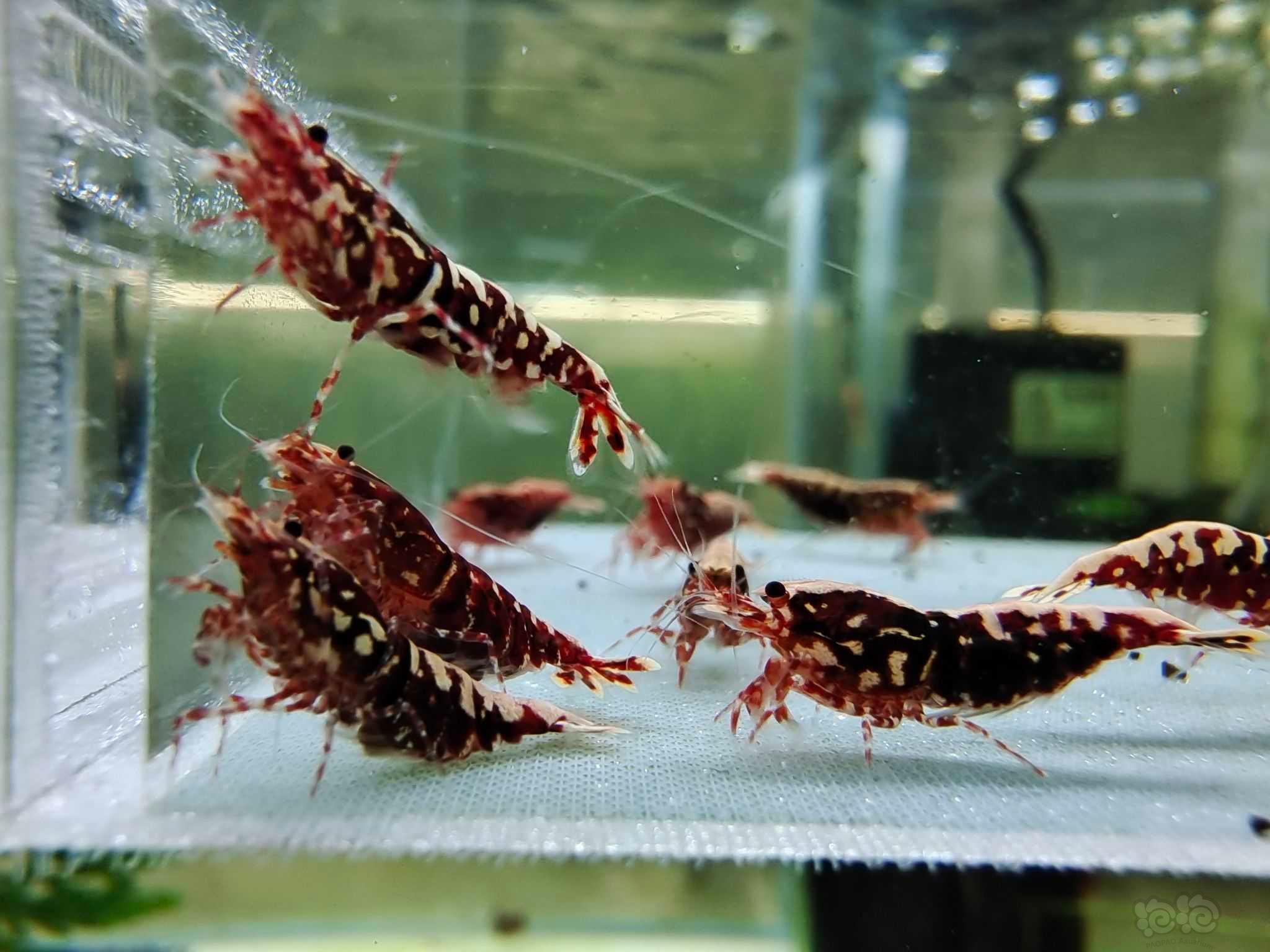 【虾螺】出几组水晶虾繁殖组-图7