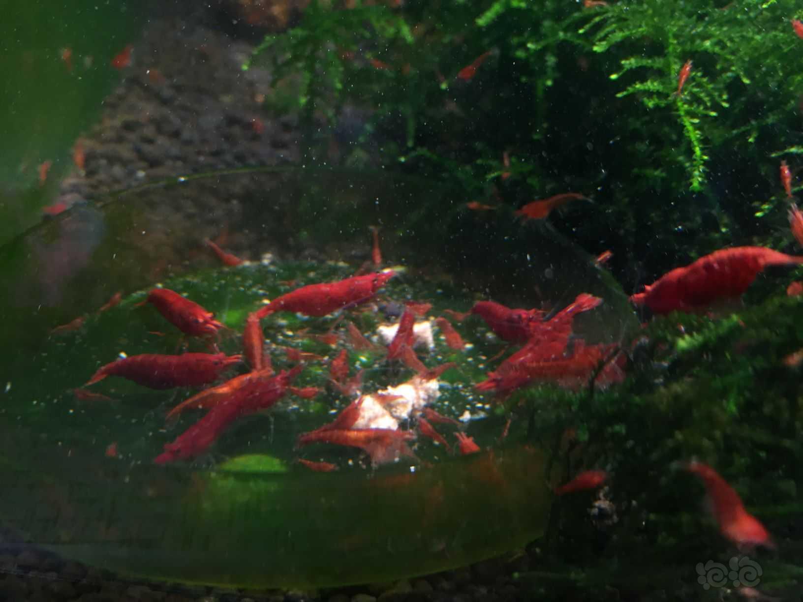 红色的小虾-图1