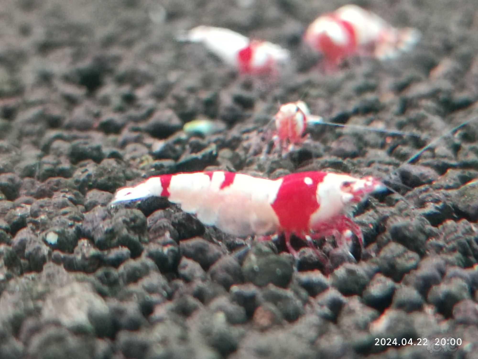 【水晶虾】红白水晶虾（清缸）-图2