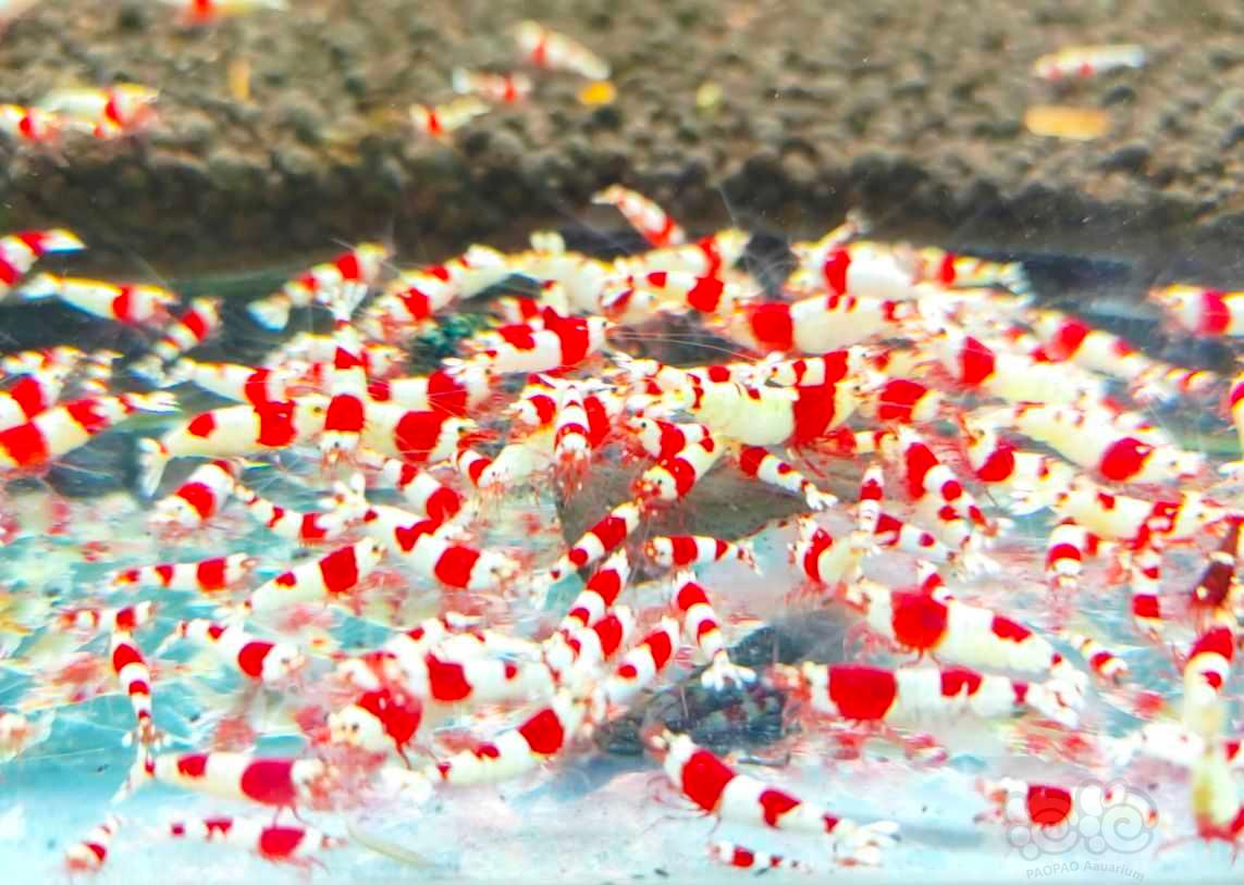 【水晶虾】少量出点红白纯血苗子-图1