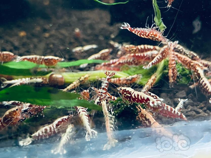 【水晶虾】出售：银河母虾，红花虎母虾15元一只-图5