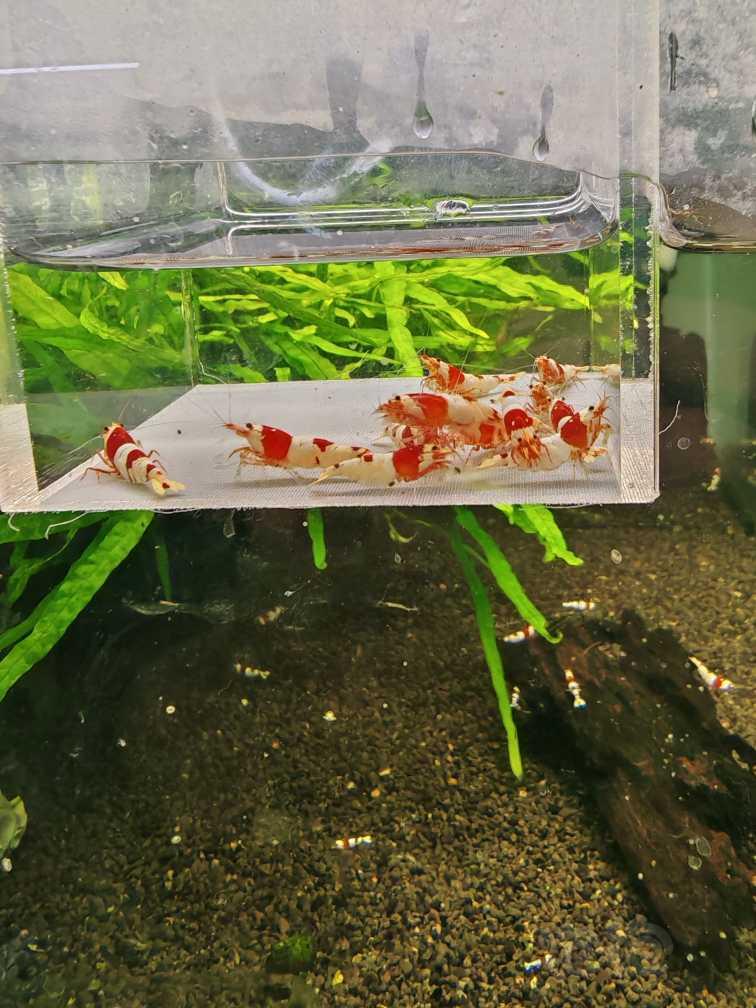 【虾螺】【出售】高端纯血红白12只，包邮
【厚甲】喜欢厚甲的来-图5