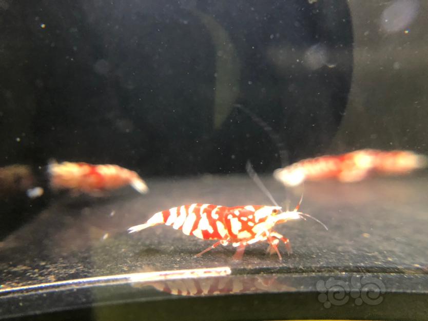 【水晶虾】出售红花虎繁殖组1公2母，带同系统压成2只-图6