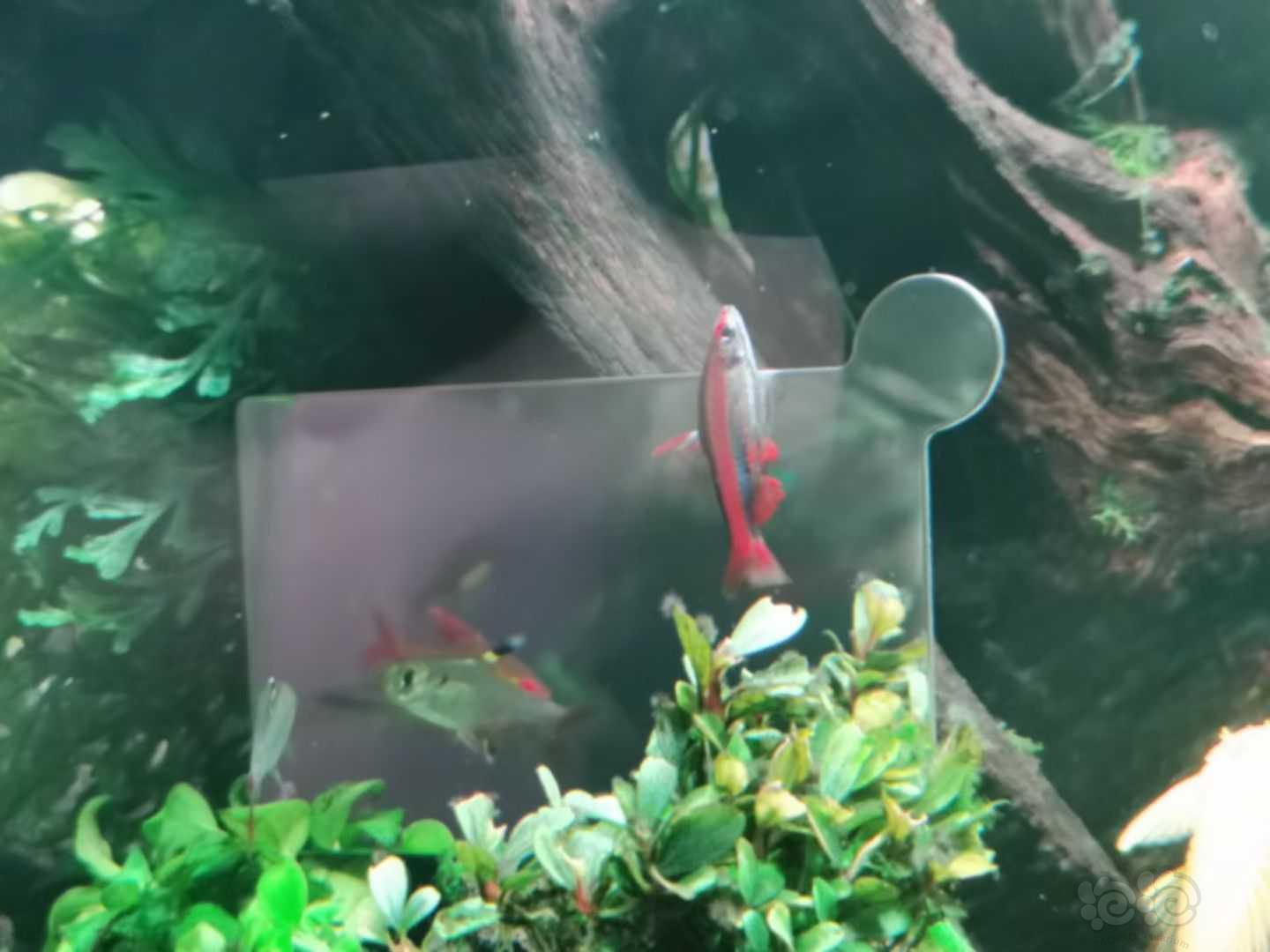 【灯科鱼】只有喂这个鱼才会红-图9