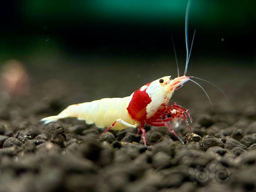 【水晶虾】出红白水晶虾繁殖组1份24只-图2