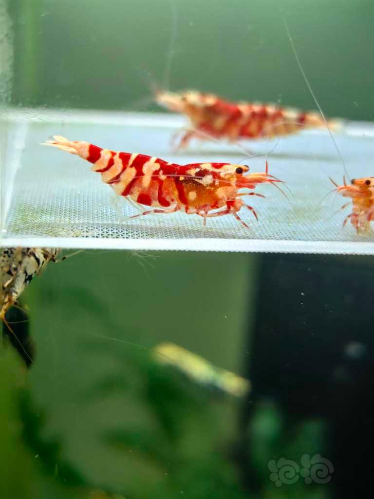 【水晶虾】出红花虎繁殖组-图4