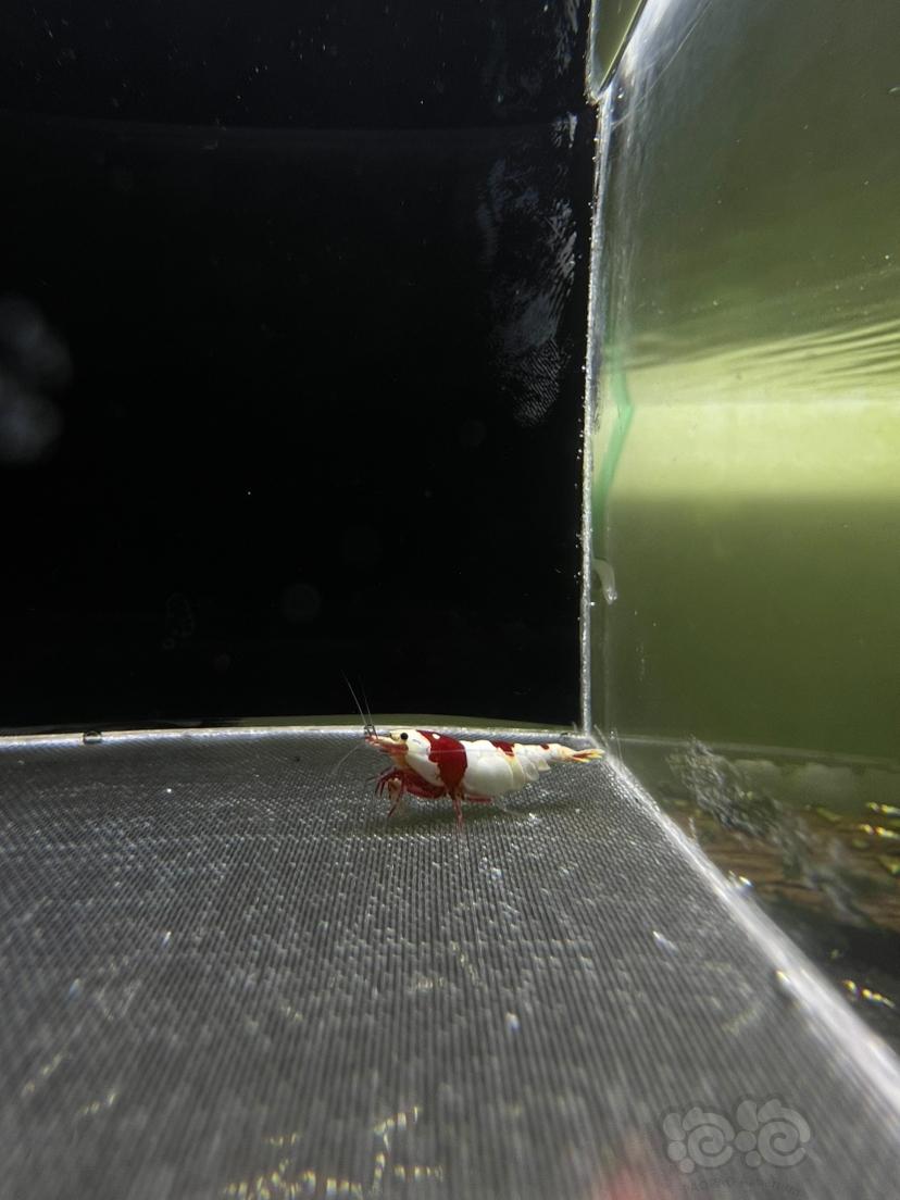 红白水晶虾-图3