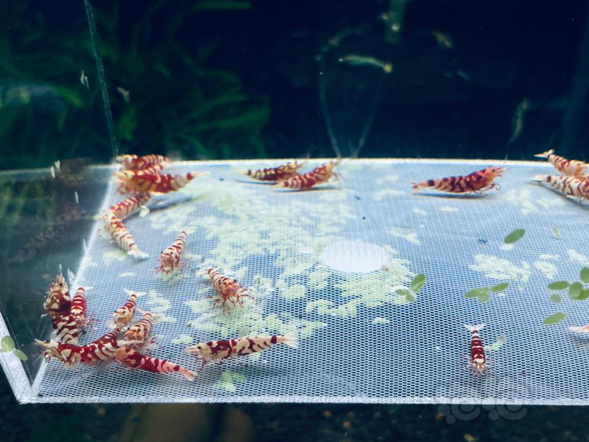 【水晶虾】翻缸出红花虎种虾-图8