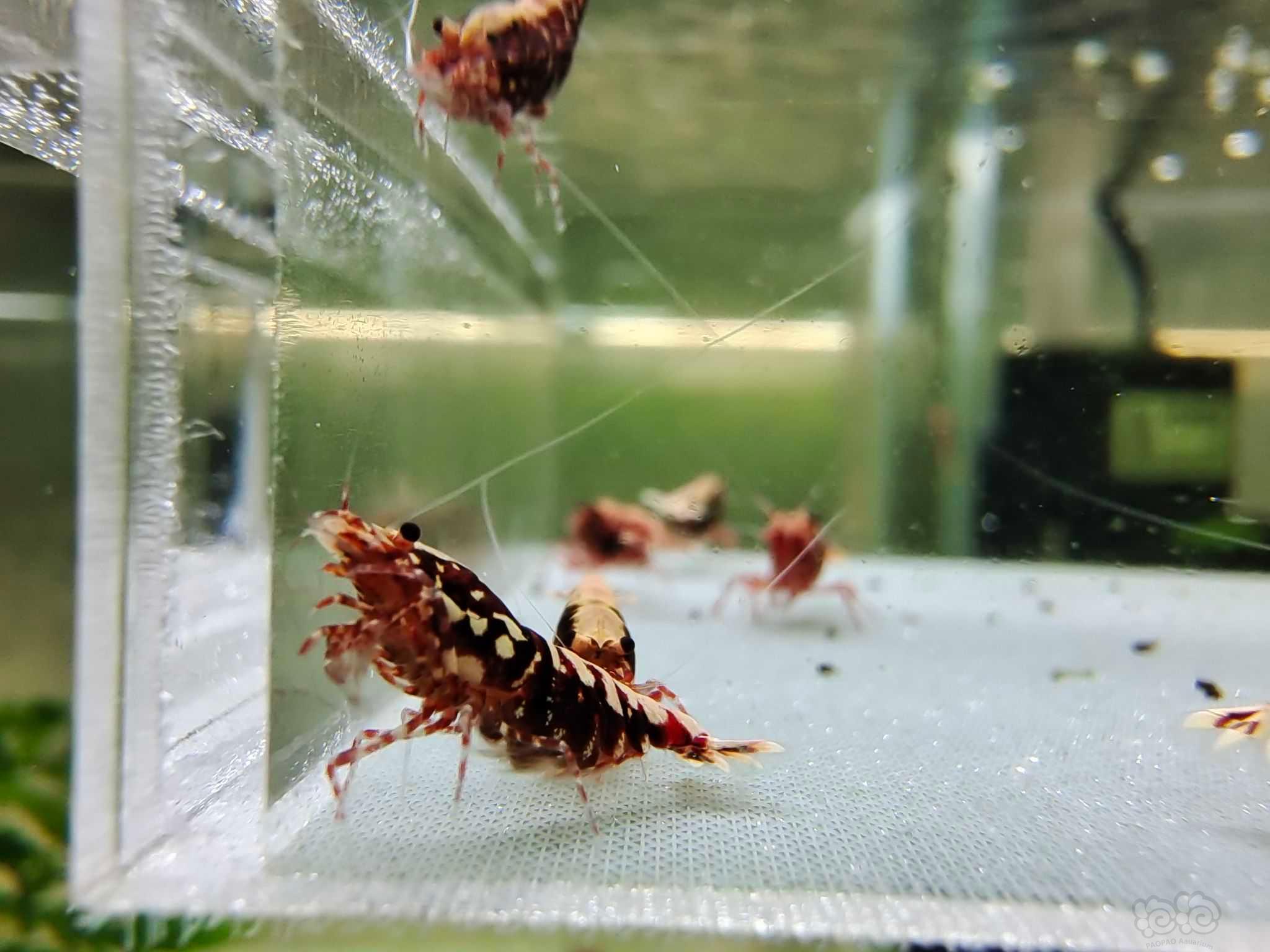 【虾螺】出几组水晶虾繁殖组-图12