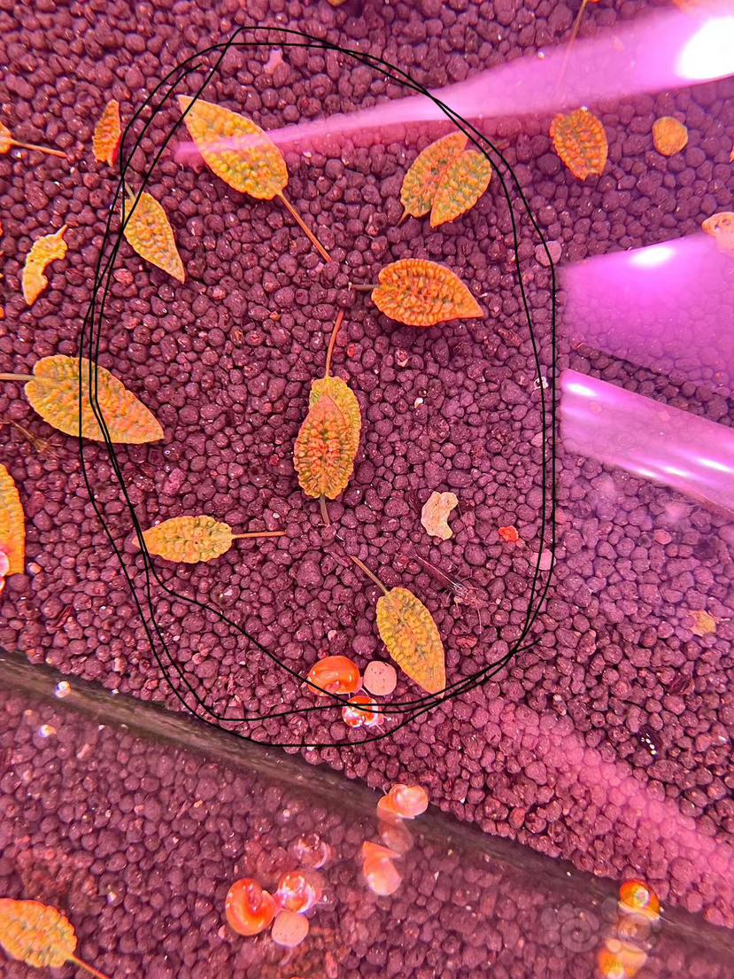 【椒草】迷你珊瑚莫斯，粉红圣翠，林加，紫虎纹，水上椒草-图3