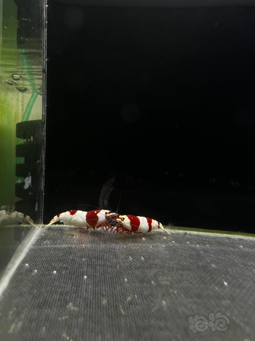 【水晶虾】血统红白水晶虾-图4