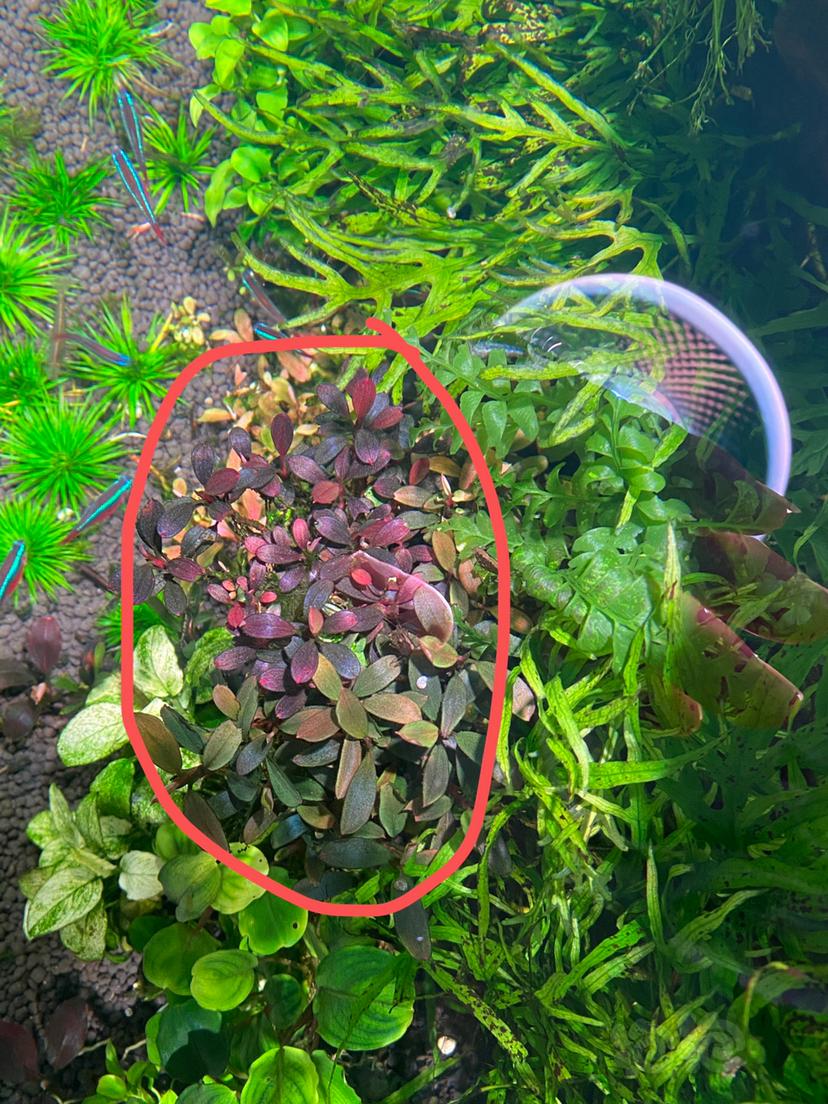 【辣椒榕】出野株稍微有点藻，和杂螺用高猛泡下就没了-图2
